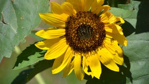 A close-up of a bright, yellow sunflower