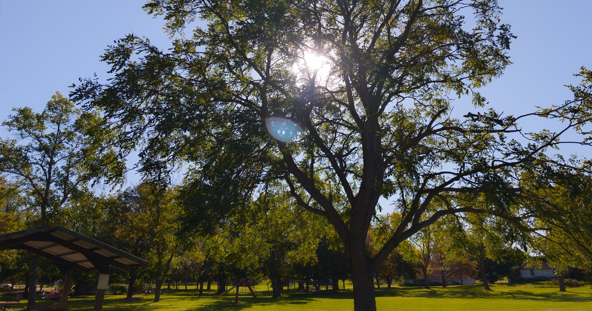 Kentucky coffeetree: A hardy native tree for farmyards
