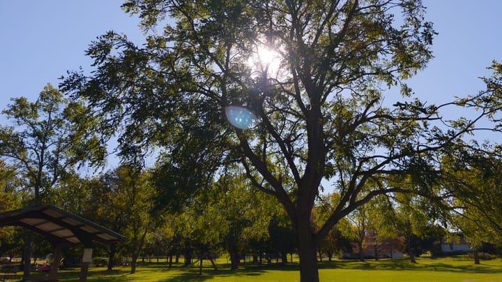 Kentucky coffeetree: A hardy native tree for farmyards