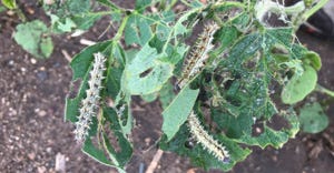 thistle caterpillars eating soybean leaves