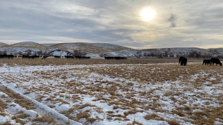 cows in a field with snow