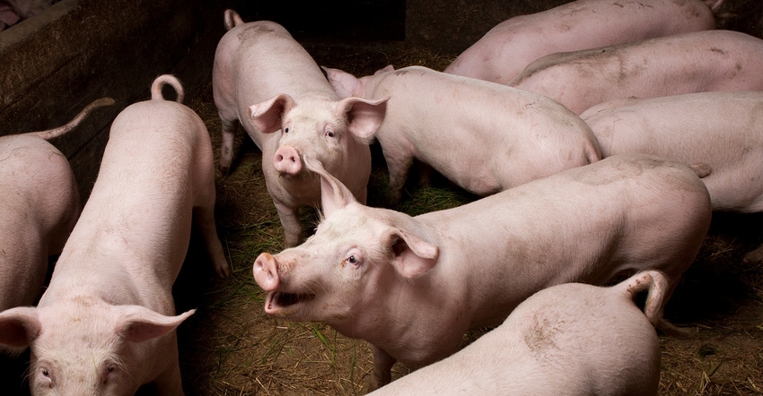 Pigs in pen Pigs in pen