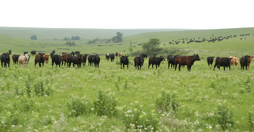 Cattle in field in Kansas