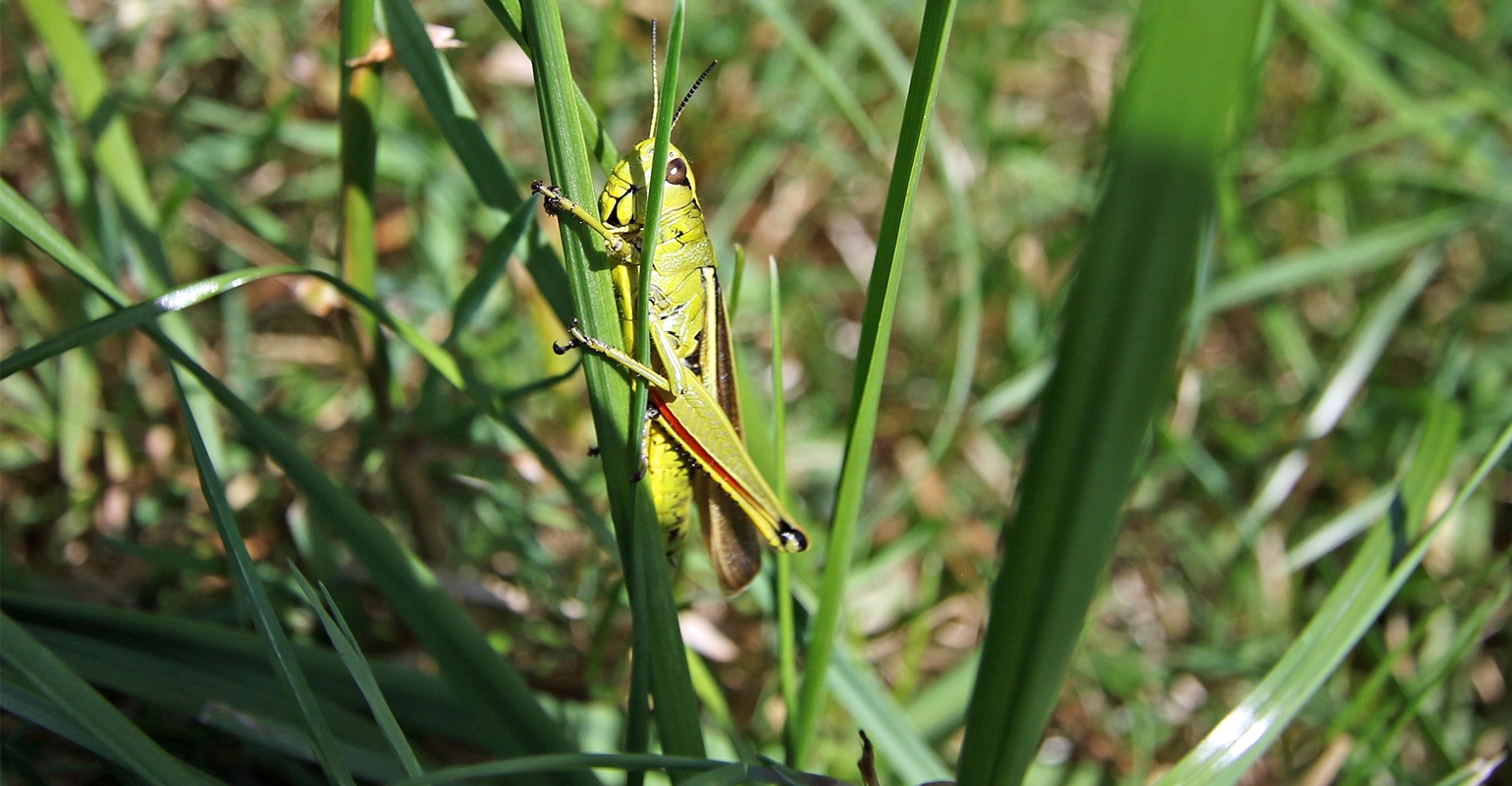 Grasshoppers Were A Plague Calling For Poison 70 Years Ago