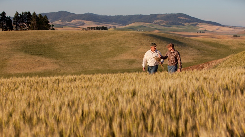 two men walking in hilly wheat fields