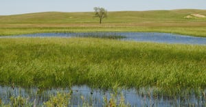 Field of grass and standing water
