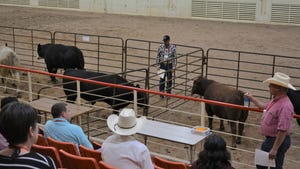 Man teaching stakeholders how to grade beef cattle