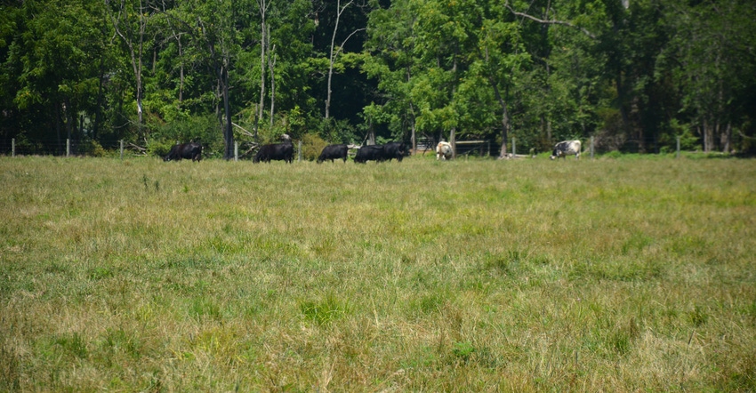 Cows graze on a field on a farm near Oley, Pa.