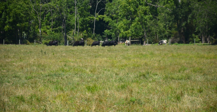 Cows graze on a field on a farm near Oley, Pa. Cows graze on a field on a farm near Oley, Pa.