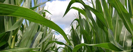 crop_watch_corn_field_still_clean_fee_major_disease_issues_2_635418047782861797.JPG