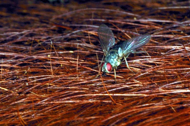 A close up of a horn fly