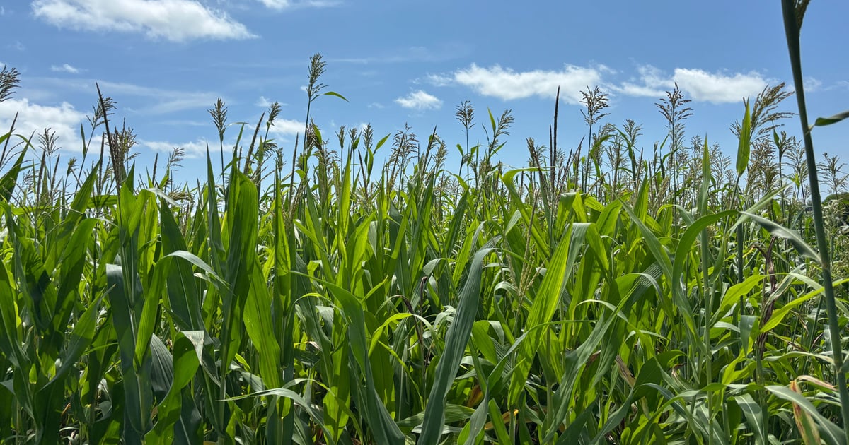 How to prevent shattercane infestations in your fields