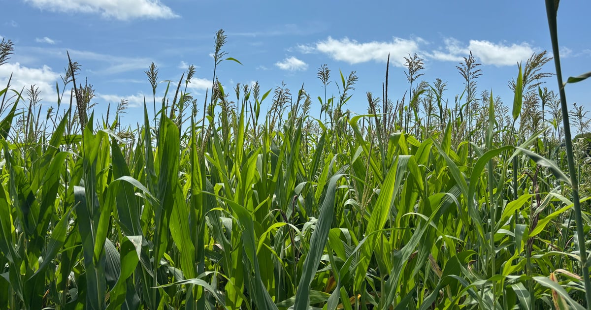 How to prevent shattercane infestations in your fields