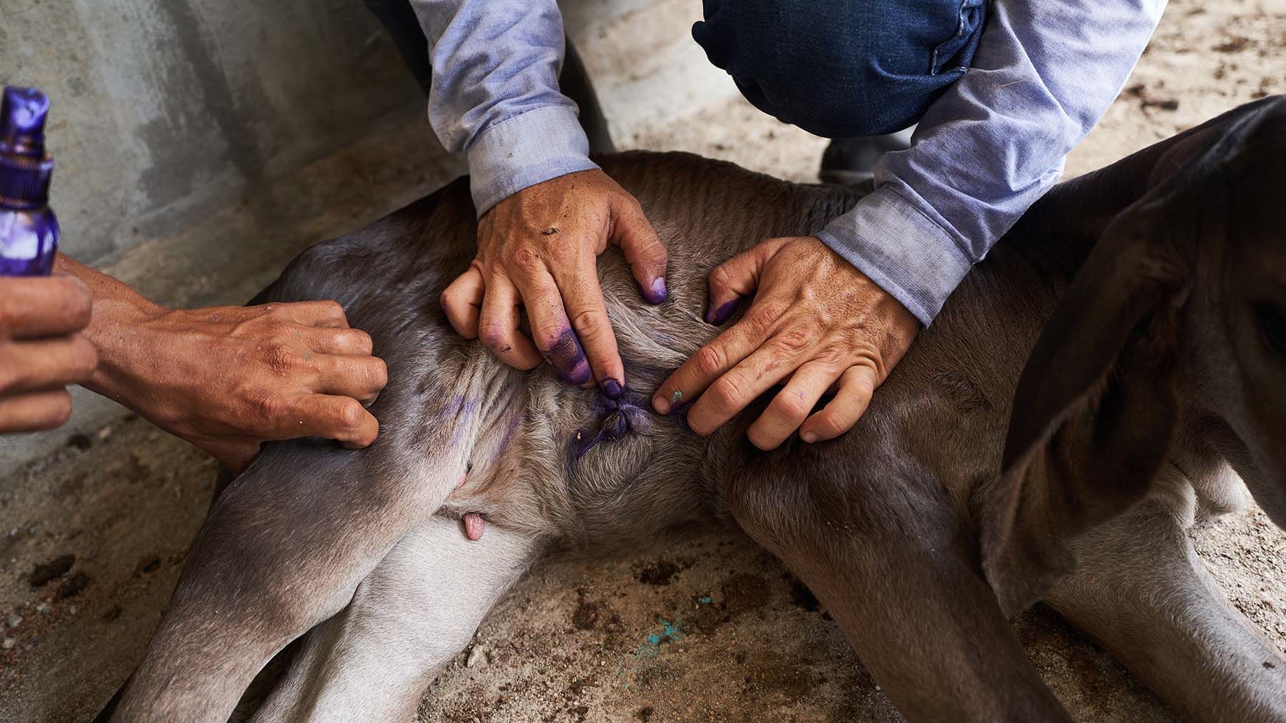 Gómez and a worker apply larvicide to a newborn calf’s umbilical cord. Photographer: Mauricio Palos/Bloomberg