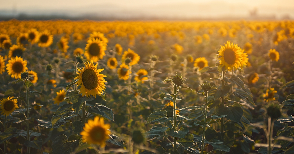 A look at advances in sunflower breeding