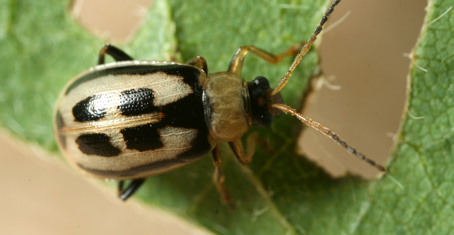 4 insects that suck the life out of soybeans