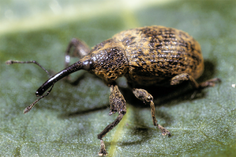 What is boll deals weevil