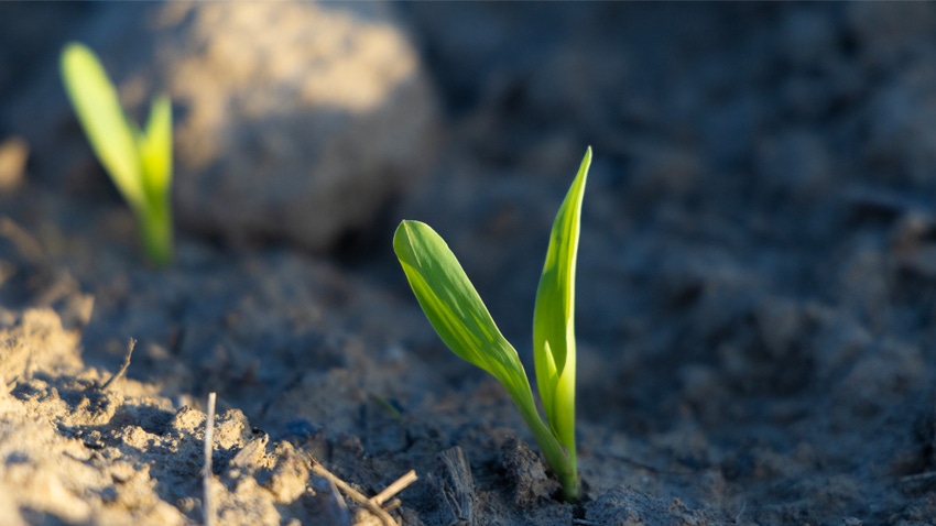 Young plant emerging from dirt