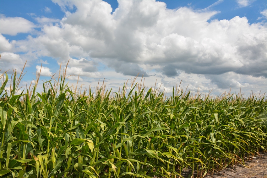 SWFP-HUGULEY-18-CORN-7698.jpg SWFP-HUGULEY-18-CORN-7698.jpg
