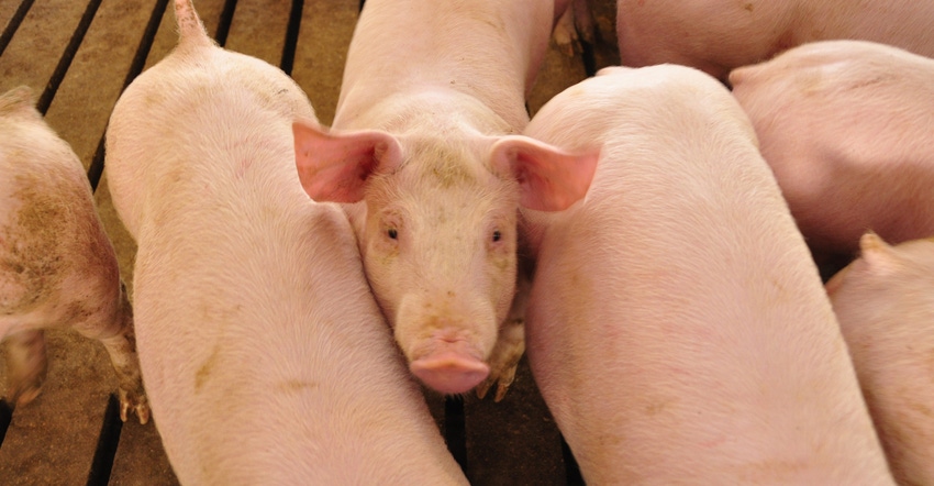 Hogs in pen Hogs in pen
