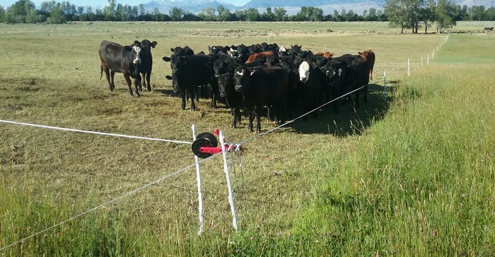 gear reel in front of grazing cattle