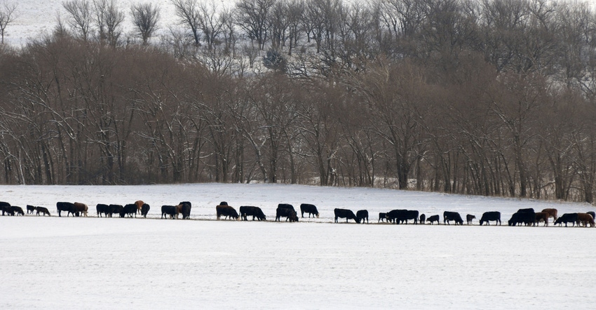 Cattle in snow covered field
