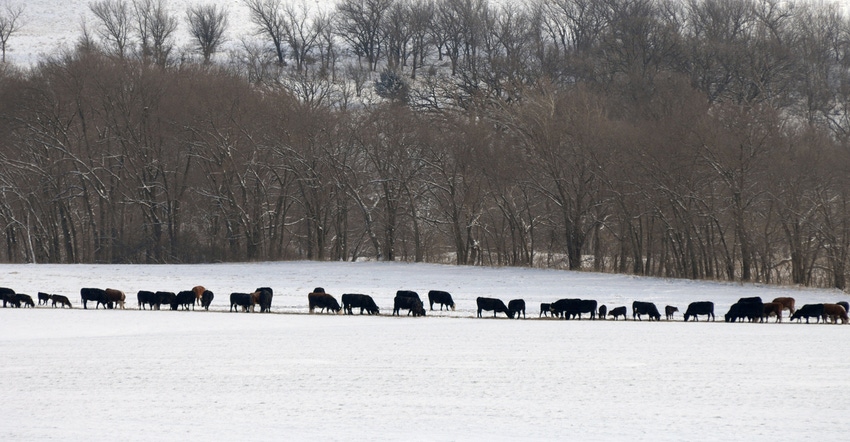 Cattle in snow covered field Cattle in snow covered field