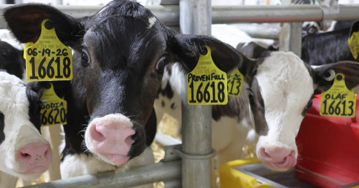 Change up your dairy calf strategy to unlock more revenue