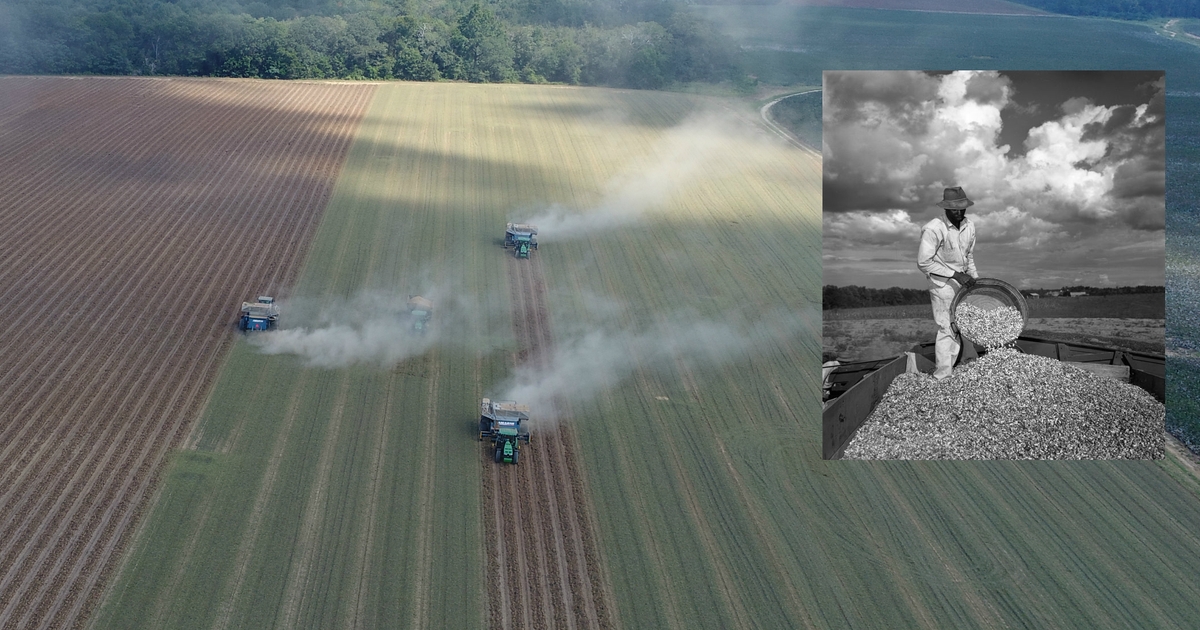 The peanut research explosion and the evolution of a society