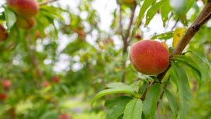 peaches, orchard crops