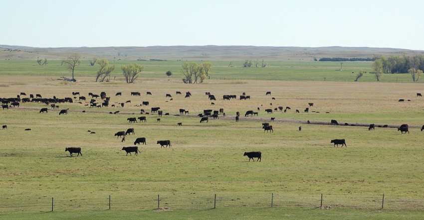 beef cattle in field beef cattle in field