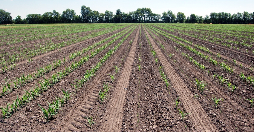 row-to-row variations in cornfield