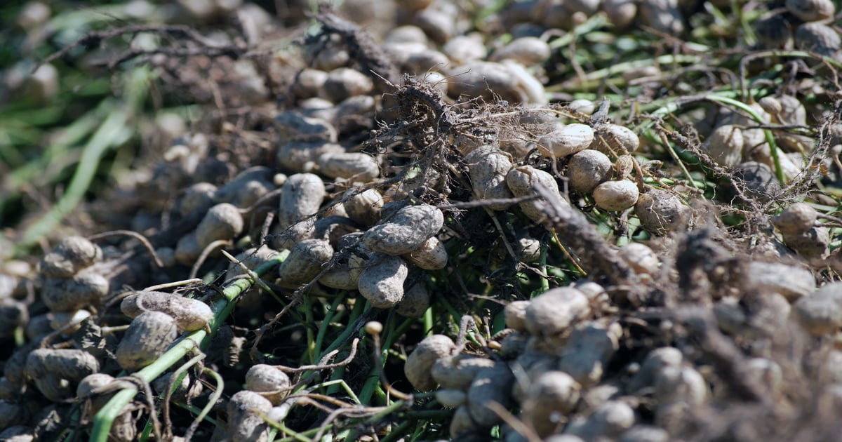 North Florida peanut field day Aug. 11