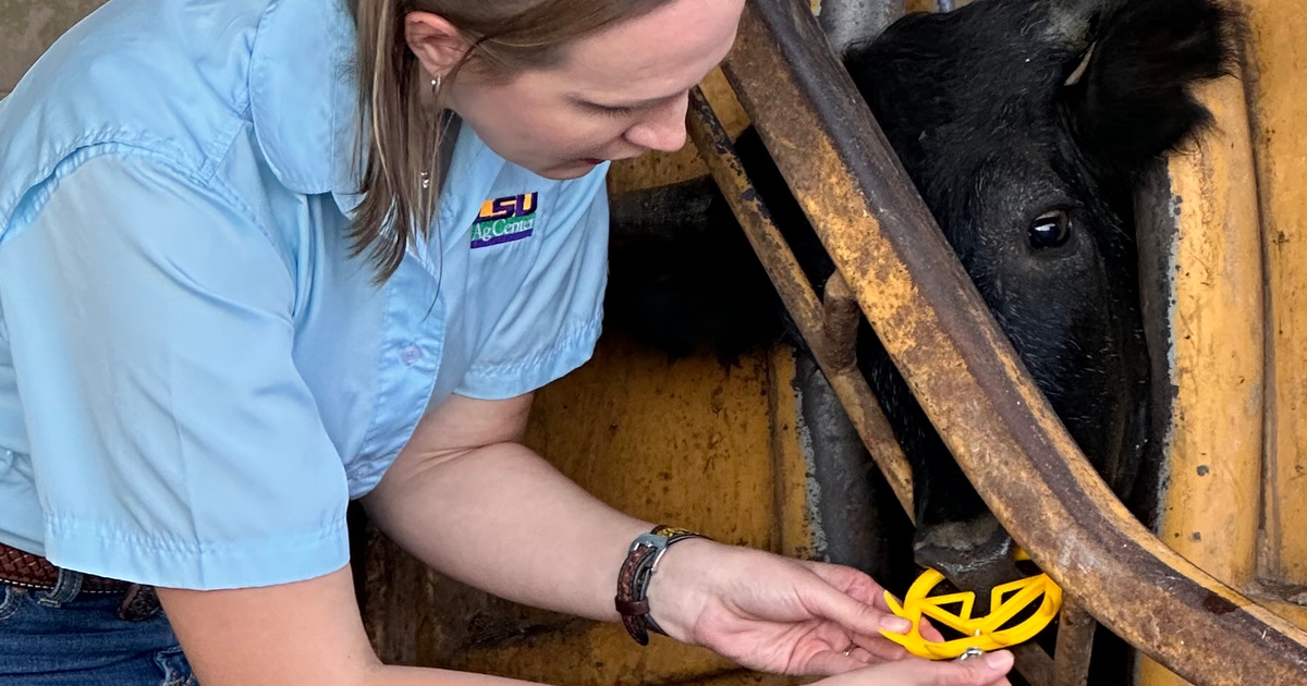 Wean calves with less stress