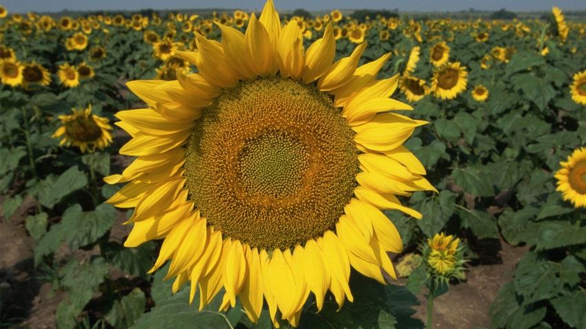 field of sunflowers