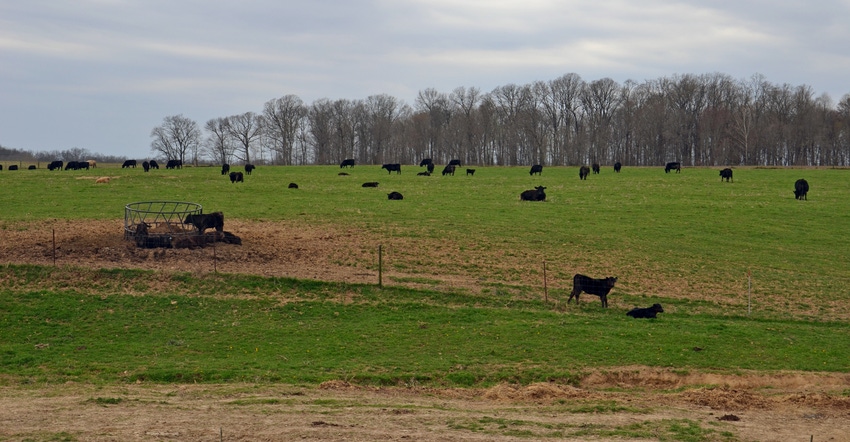 cows grazing in pasture