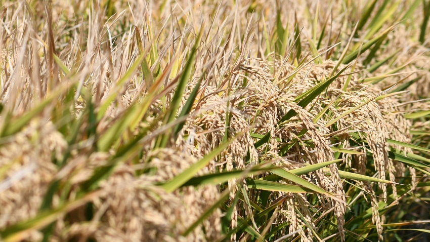 Close up of rice stalks in a rice field at harvest.