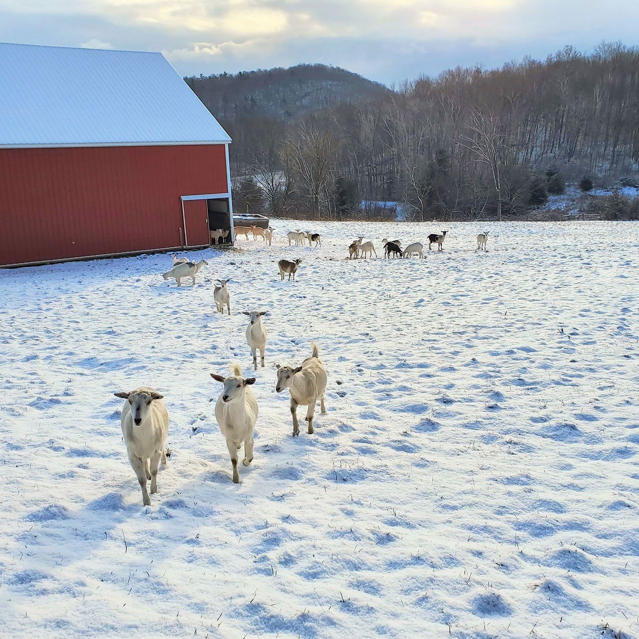 Goats roaming farm on a snowy day