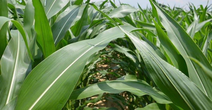 cornfield cornfield