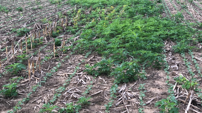 giant ragweed growing in no-tilled soybean field