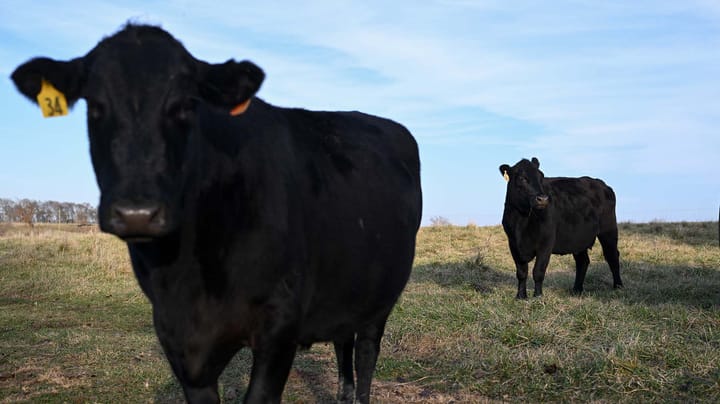 U.S. beef exports to China to pick up as rivals exhaust quotas