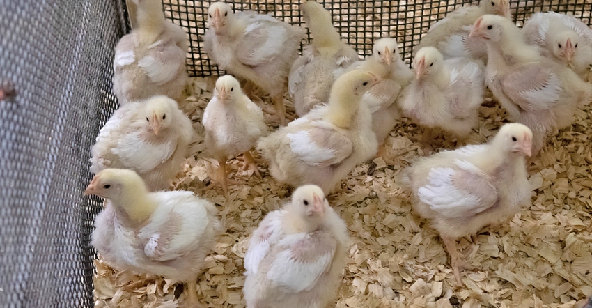 Chickens Chickens