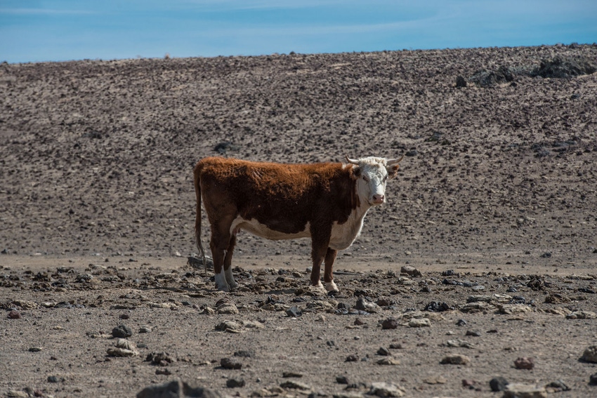 drought-lone-cattle-GettyImages-938335984.jpg