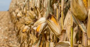 Mature ear of corn drying on cornstalk