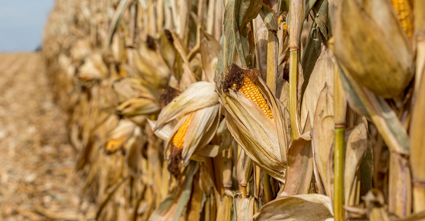 Mature ear of corn drying on cornstalk