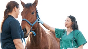 Veterinarian injecting horse with woman owner