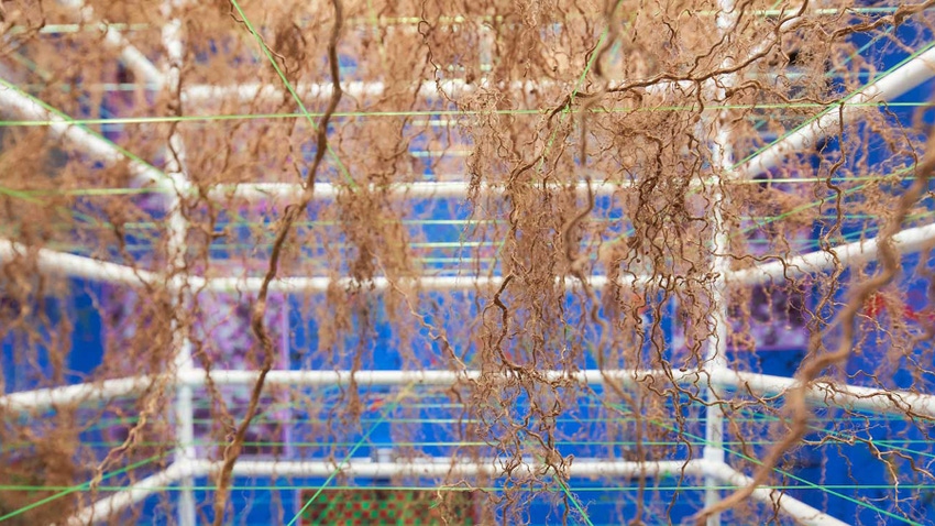 roots hanging from racks