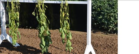 soybean_seeding_rate_affects_how_plants_react_later_season_1_636089467890810569.jpg