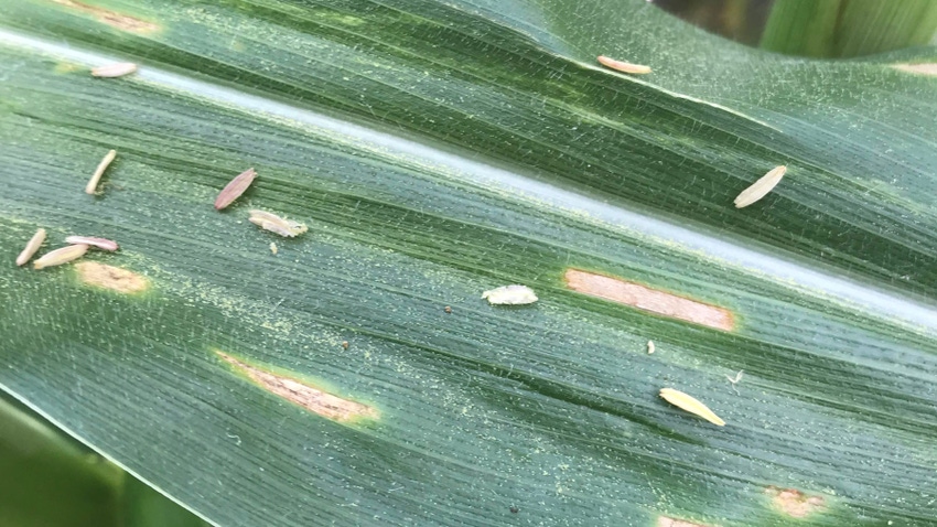 Corn plant leaf with disease