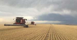 Farmer harvesting wheat on Pete Miller’s farm north of Lodgepole 